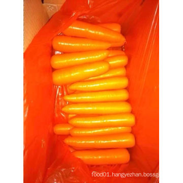 New Crop Good Quality Fresh Carrot